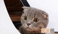 猫在鞋子上撒尿有味道怎么去除 猫在鞋子上撒尿有味道怎么去除掉