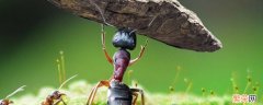 蚂蚁是怎么搬运食物的 蚂蚁是怎么搬运食物的,二年级作文