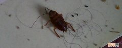蟑螂如何繁殖 蟑螂如何繁殖后代