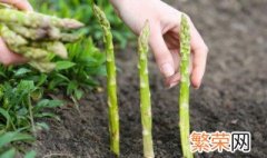 如何种植芦笋 如何种植芦笋根
