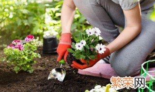 种花用实心陶粒还是空心陶粒 种花用空心陶粒好还是实心陶粒好