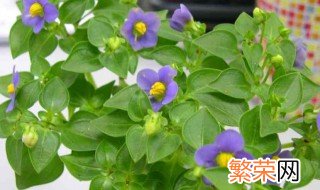 家养紫芳草怎么养 紫芳草好养吗