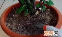 花盆里有白虫子怎么办 花盆里有好多白虫怎么办