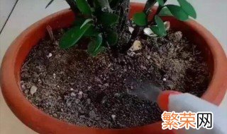 花盆里有白虫子怎么办 花盆里有好多白虫怎么办