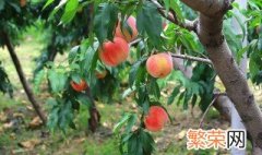春季桃树应该怎么施肥产量高 春季桃树怎么施肥好