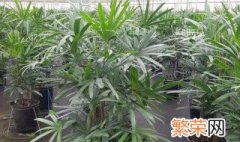 观音棕竹的养殖方法 养殖观音棕竹的方法