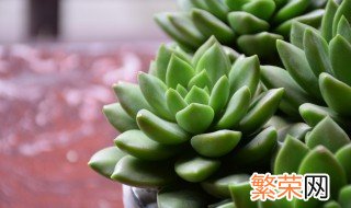 多肉植物玉露怎么养 玉露怎么养殖