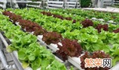 生菜的家庭种植方法和时间 生菜种植时间和方法是什么