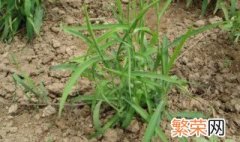 柴胡种植时间什么时候最合适 柴胡几月份种合适