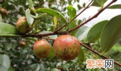 摘茶油果正确方法 如何判断油茶籽的成熟度