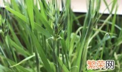 猫草是小麦吗 猫草是不是小麦