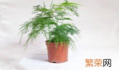 家里文竹开花好不好看 家里文竹开花好不好