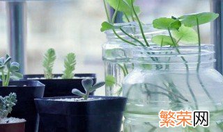 最好养殖的十大水培植物 最好养殖的十大水培植物图片