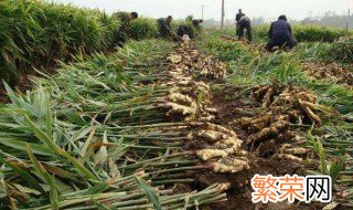 生姜的种植方法 生姜的种植方法简单介绍