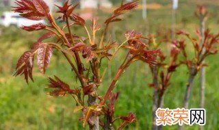 问下香椿的种植时间以及管理方法 问下香椿的种植时间以及管理方法图片