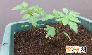 盆栽西红柿种植方法 如何种植盆栽西红柿