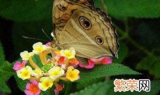 大孔雀蝶的繁殖特点 大孔雀蝶的繁殖