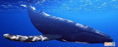 成年蓝鲸大约多少吨 成年蓝鲸有多少吨
