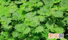 蝎子草的种植方法 蝎子草如何繁殖