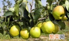 种植梨种子的方法 梨种子怎么种