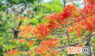 凤凰羽种植方法 凤凰羽怎么种植