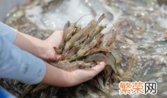 清理草虾的方法 如何清理草虾