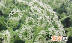 白芷怎么种植 白芷种植