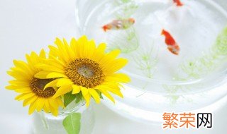 插向日葵的方法 水养向日葵的方法介绍