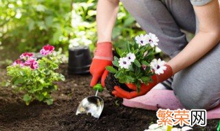 土培植物营养液怎么用 土培植物营养液怎么用最好