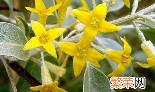 沙枣花有毒吗 沙枣花有没有毒