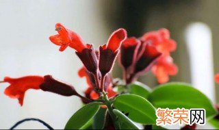 红花吊兰的养殖方法 红花吊兰的养殖方法简述