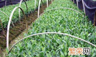 茶苗移栽多久可以施肥水 茶苗移栽多久可以施肥
