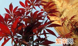 红枫树种植方法 红枫树种植方法简单介绍
