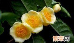 金茶花怎么种植方法 金茶花如何养殖