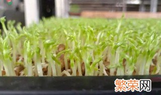 芽苗菜种植技术 豌豆牙苗菜的种植方法