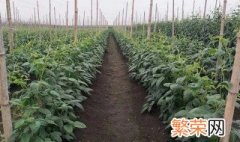 北方豆角什么时候种植 北方豆角什么时候种植合适