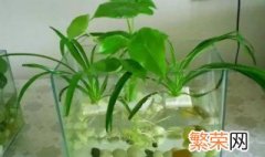 水培 盆栽 水培盆栽的种植方法