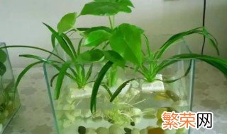 水培 盆栽 水培盆栽的种植方法