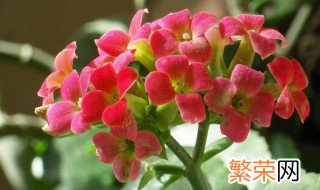 长生花的花语及寓意 关于长寿花的花语介绍