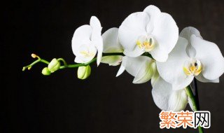 兰花花语和寓意 盘点兰花的花语