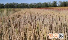 藜麦种植注意事项 藜麦种植注意事项分享