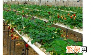 pvc管种植蔬菜 pvc水管种菜