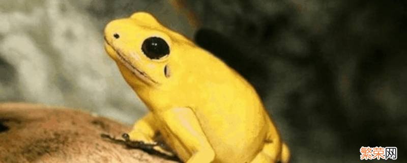 金色的青蛙是什么品种 土金色的青蛙是什么品种