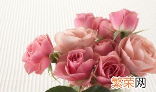 月季花花语及寓意 关于月季花花语及寓意