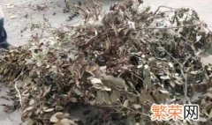 盆栽废弃的树枝属于什么垃圾 盆栽废弃枯树枝属于什么垃圾