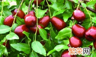 红枣养殖方法 枣树的养殖方法介绍