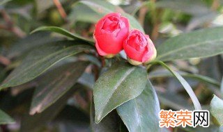 秋季茶花养殖方法 茶花秋天怎么养