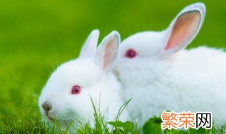 珍珠兔的养殖方法 珍珠兔喜欢什么样的养殖环境