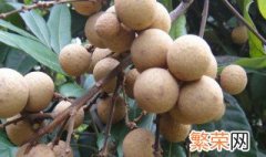 桂圆子发芽怎么种植方法 桂圆子发芽怎么种植