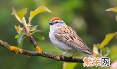 宠物鸟养殖方法 如何饲养宠物鸟